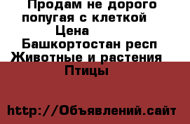 Продам не дорого попугая с клеткой. › Цена ­ 850 - Башкортостан респ. Животные и растения » Птицы   